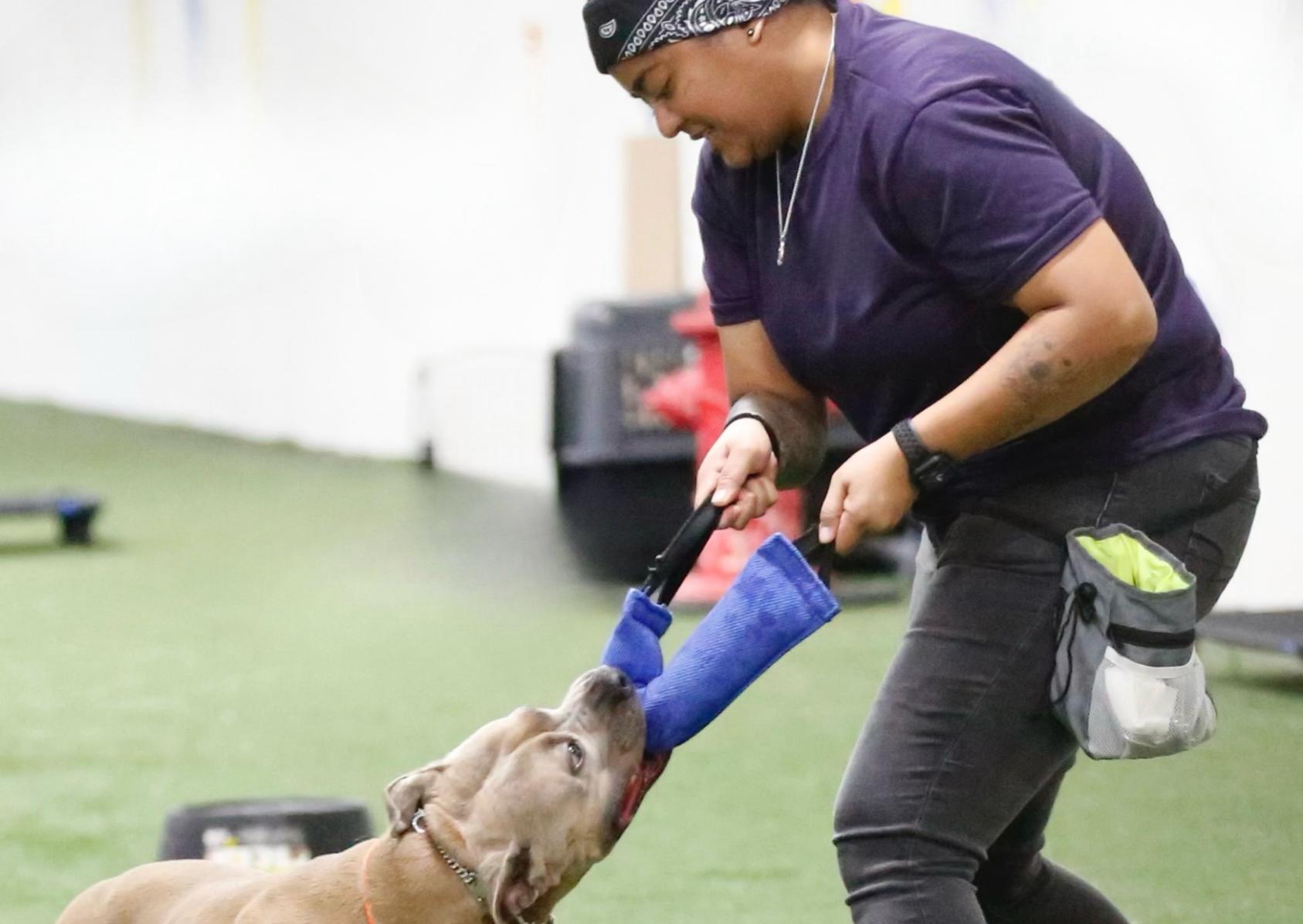 Obedience Skills & Real-World Training